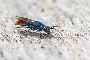 ruby-tailed Wasp, cuckoo Wasp, wasp, insect, chrysis Ignita, pest, parasite, parasitic, closeup