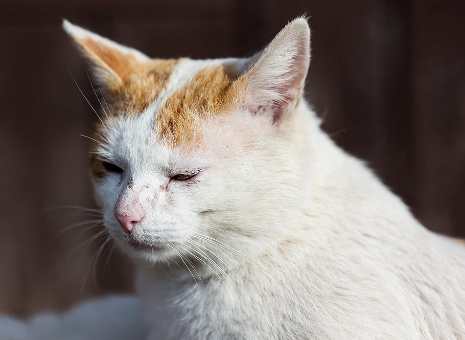 cat, feline, pet, domestic Cat, animal, mammal, portrait, tierportrait, katze