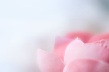 추상, 꽃, 배경, 부드러운, 담홍색, 세부 묘사, 디 포커스, 식물학, 벽지, 자연, 본질적인