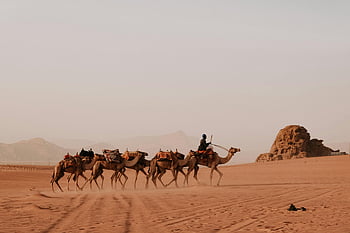 velbloudi, Wadi Rum Valley, Jordán, poušť, písčité, obytný vůz, zavazadla, teplé slunce, krajina, střední východ, cestovat