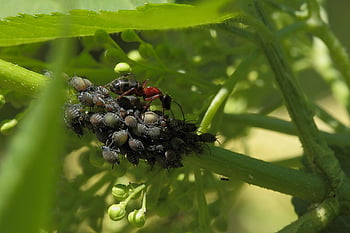 formica, afidi, insetti, stelo vegetale, pidocchi da mungitura