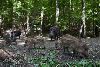 wild Boar, pig, sows, the Animal, nature, zoo, mammals, the Bristles, forest, wild, piglet