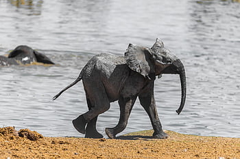 slon, namibie, dítě, voda, Afrika, národní park, savec, etosha, suchý, safari, dítě slon