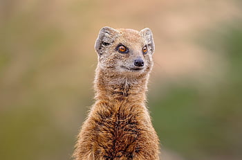 yellow Mongoose, mongoose, animal, mammal, wildlife, red Meerkat, fur, predator, nature, africa, eyes