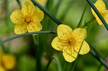 calendula di palude, fiori gialli, petali, stami, caltha palustris, bellissimi fiori, pianta, natura