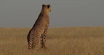 cheetah, animal, safari, wildlife, mammal, big Cat, wild Animal, predator, carnivore, wildcat, dangerous