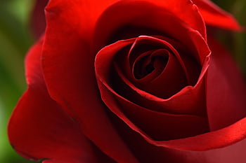 red, rose, flower Background, flower, flower Wallpaper, blossom, beautiful Flowers, nature, rose Flower, bloom, macro