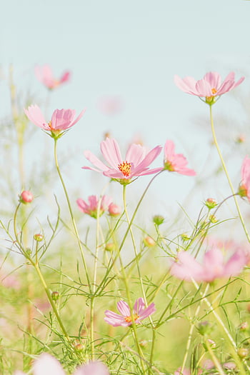 cosmos flowers, blooming garden, pink cosmos, sunlit field, natural beauty, tranquil scene, delicate flowers, outdoor flowers, floral field, spring flowers, garden cosmos