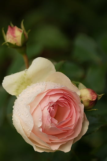 rose, blossom, bloom, flower, rose Garden, raindrop, rain