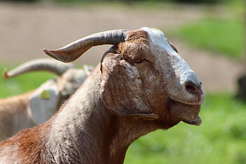 goat, goat Head, billy Goat, domestic Animal, animal, nature, mammal, horns, horned, farm Animal
