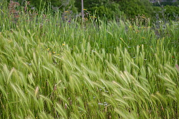 grass, mood, memories, green, nature, sun, sunday, spring, summer, day, cold