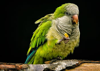 parrot, parakeet, nature, monk Parakeet, monk Parrot, quaker Parrot, psittacidae, true Parrot, bird, avian, ornithology