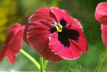 viola, panseluțe, floare, roșu, dicroice, înflorit, petală, trei fraţi pătaţi, flori, primăvară, grădină