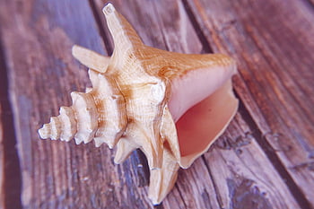 seashell, marine Life, spiral Shell, beach Decor, coastal Style, nautical, nature Detail, ocean Treasure, shell Closeup, rustic Wood, interior Styling
