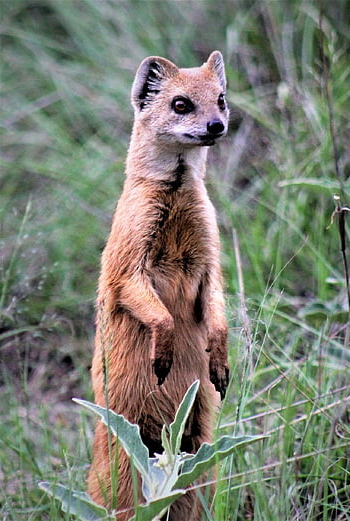 červená šelma, iphone, legrační, tapety telefonu, uzamykatelná obrazovka, Pozadí, vzpřímený, pozor, zvědavý, mongoose, veverka