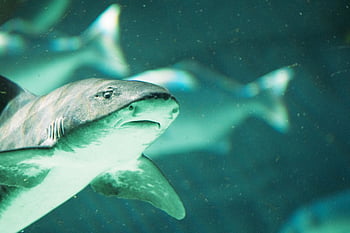 鮫、 閉じる、 サンディエゴ水族館、 海上生活、 水中、 水泳サメ、 詳細なショット、 海の生き物、 水生動物、 サメ写真、 水族館展示