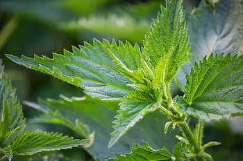 Kopřiva dvoudomá, kopřiva, rostlina, hořet, Příroda, botanika, bylina, léčivé byliny, léčivé rostliny, naturopathy, bylinková medicína