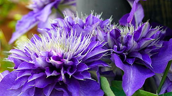clematis, tanaman pemanjat, bunga ungu, mekar, berkembang, alam, flora, taman, merapatkan