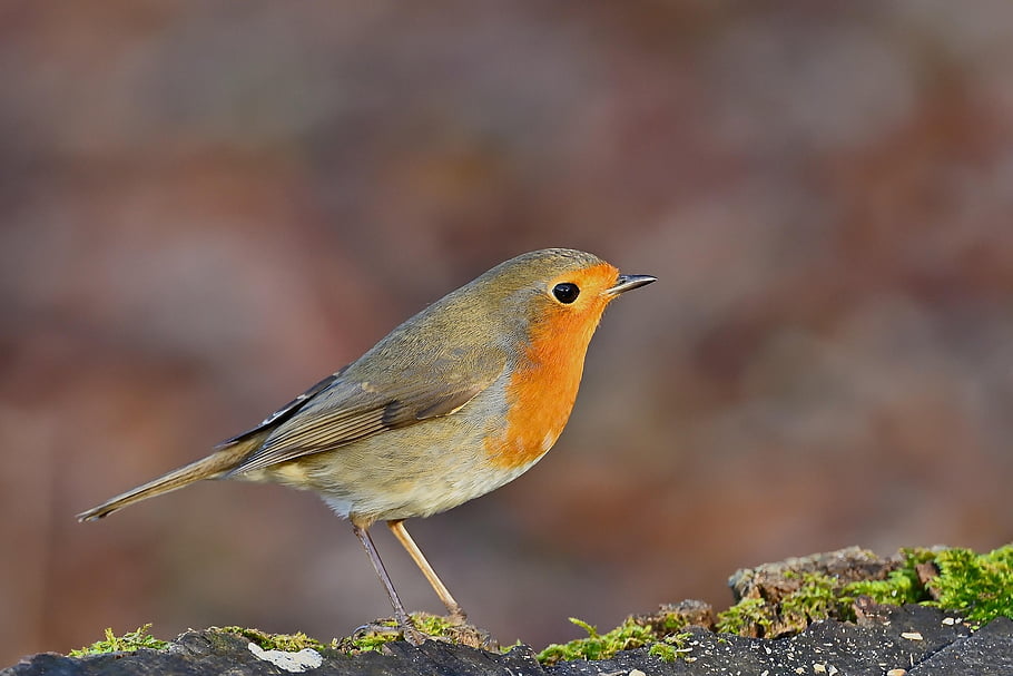 bird, robin, songbird, sitting, close Up, bird Watching, ornithology, wildlife, nature, winter