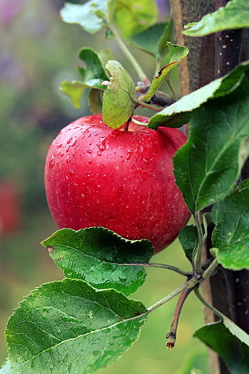 Mela, gocce d'acqua, frutta, bagnato, rugiada, goccia di rugiada, Mela rossa, fresco, mela fresca, maturo, mela matura