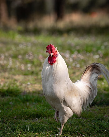 Gallo, slepice, kuře, zvíře, drůbež, pták, vejce, blecha, Příroda, roztomilý, Pírko