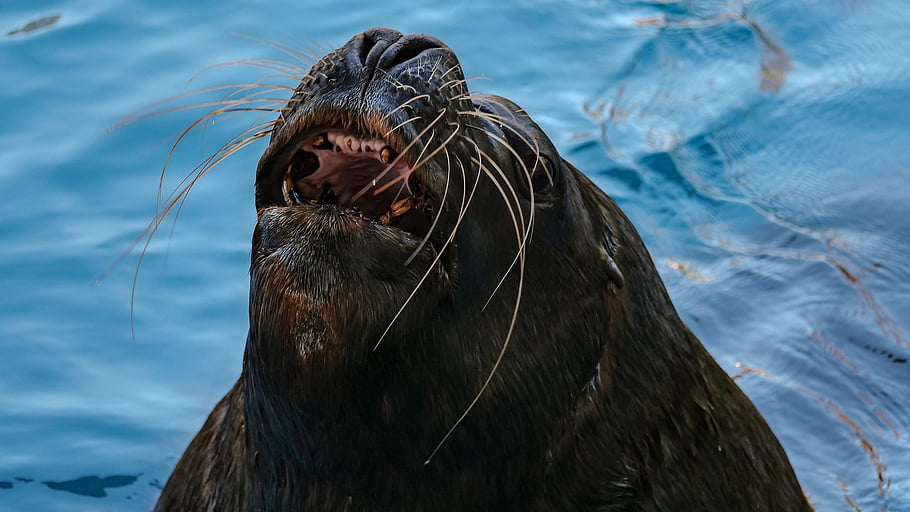 sea Lion, seal, sea, ocean, marine Mammals, maul, animal, zoo, north Sea
