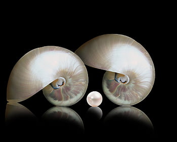 nautilos, perleť, perla, shell