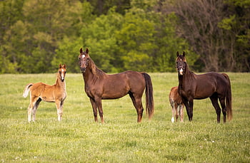 dieren, paarden, zoogdier, soorten, fauna, natuur, weide, gras, baby, moeder, veld-
