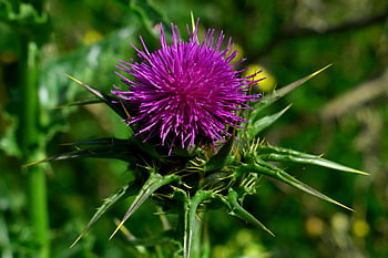 mléčný bodlák, květ, květinové pozadí, rostlina, flóra, bodlák, Příroda, květinové tapety, asteraceae, nachový, divoký