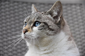 Katze, katzenartig, europäische Katze, Haustier, Tier, Staßenkatze, Raubtier, Muschiwolke, blauäugige Katze