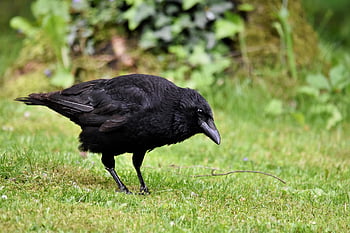 bird, crow, carrion Crow, beak, feathers, plumage, fauna, wildlife, nature, ornithology, animal