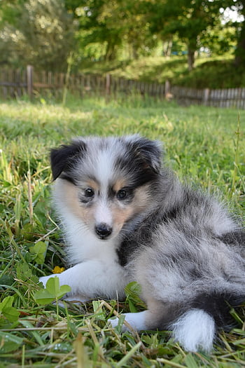 κουτάβι, sheltie, σκύλος, ζώο, κατοικίδιο ζώο, των ζώων, ξαπλωμένη, γούνα, ρύγχος, θηλαστικά, σκύλο πορτρέτο