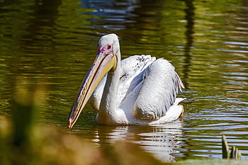 pelikán, zvíře, pták, Příroda, volně žijících živočichů, vodní pták, peří, voda, rybník, pelecanidae, pelecanus
