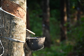 rubber, plantation, latex, tree, kanchanaburi, tropical, agriculture, forest, trunk, bowl, nature
