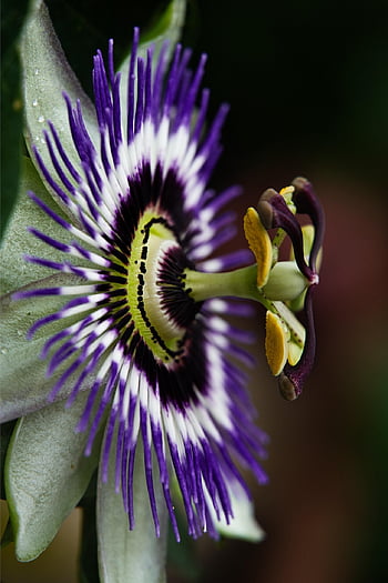 mučenka, krásné květiny, květ, květinové pozadí, rostlina, Příroda, passiflora, nachový, zahrada, okvětní lístky, flóra