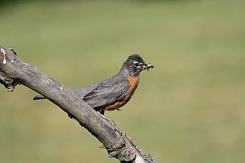 americký robin, pták, fotografování ptáků, Příroda, volně žijících živočichů, fotografování divoké zvěře, pozorování ptáků, birding, zvíře, život ptáků, ptačí