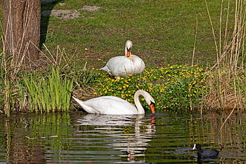 cygnus cygnus, mute swan, ptáků, labuť, lyska, zvířat, jezero, vodní ptáci, plavání, peří, zobáky