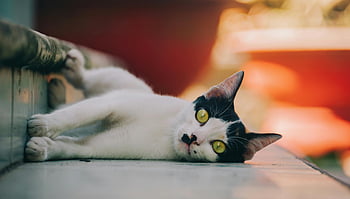 white and black cat, tuxedo cat, lying on floor, outdoors, bright yellow eyes, playful cat, cute cat, floor, outdoor cat, yellow eyes, tuxedo cat outdoors