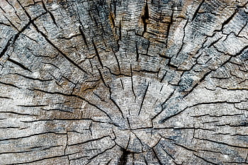 dřevěné desky, Zvětralý log stromu, Složitá textura kůry, strom kroužky, detail, detailní, přírodní dřevo, Rustikální textura, staré dřevo, pařez, dřevo