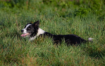 ボーダーコリー、 犬、 牧羊犬、 ペット、 境界、 動物、 黒、 ハッピー、 自然、 草、 歩く