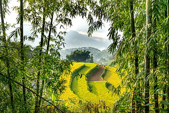 rijstterrassen, heuvel helling, bamboebomen, mistige bergen, prachtig uitzicht, weelderig groen, landbouwgebieden, Wordtraine rijstvelden, natuurlijk landschap, landelijk landschap, groen
