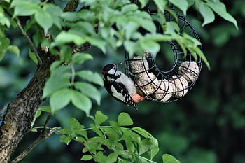 woodpecker, fat Balls, bird, great Spotted Woodpecker, forest Bird, tree, garden, nature, animal, forest, animal World