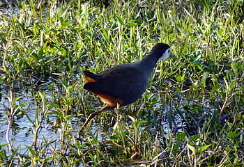 pták, whitehen breasted waterhen, amaurornis phoenicurus, vodní pták, rallidae, Příroda, bharatpur, národní park, útočiště, Indie