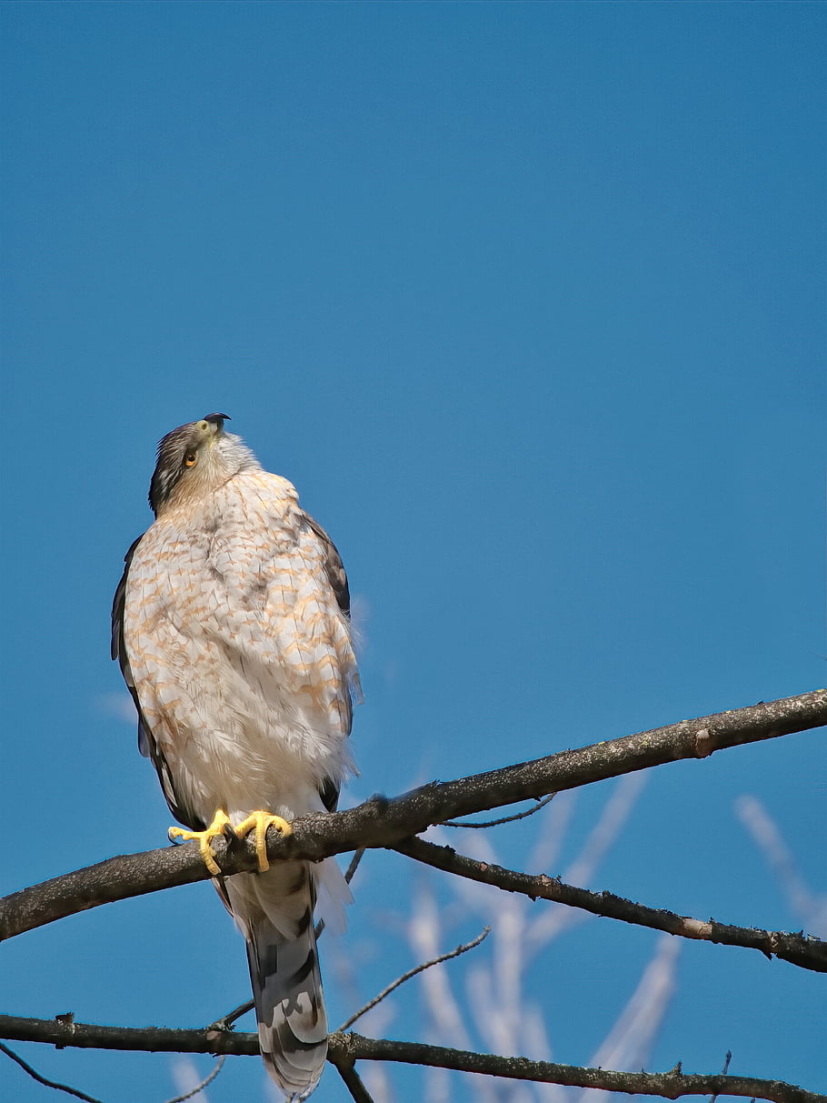 falco, uccello, animale, piume, Ali, natura, albero, pertica, predatore, selvaggio, seduta