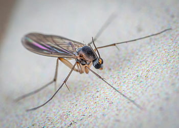 Cecidomyiidae, gall midge, macro image, delicate structure, fragile insect, white surface, smooth surface, close-up photography, insect photography, entomology, nature photography