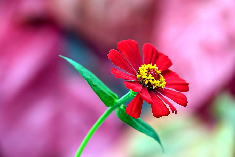 zinnia, flower, flower Background, beautiful Flowers, flora, nature, flower Wallpaper, red Flower