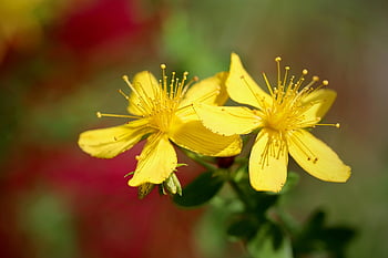 st, erba di john, iperico, vero, fiori gialli, bellissimi fiori, petali, stami, carta da parati floreale, erba medicinale, sfondo di fiori