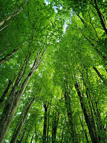 alberi nella foresta, Vista a basso angolo vibrante, tronchi d'albero, foglie verdi, Richmond BC Forest, tettoia forestale, vegetazione lussureggiante, scenario naturale, ambiente esterno, fogliame dell'albero, paesaggio forestale