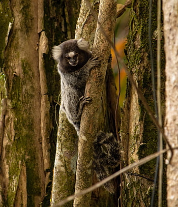 マーモセット、 動物、 木、 野生動物、 モンキー、 霊長類、 自然、 森林、 荒野