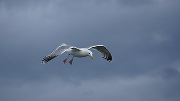 camar, burung, penerbangan, sayap, burung laut, hewan, bulu, bulu burung, paruh, tagihan, mengamati burung